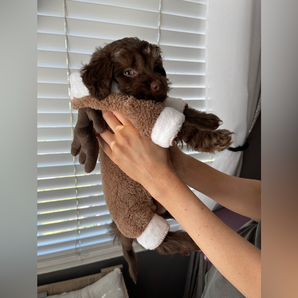 COPY - Christmas Dog Onesie